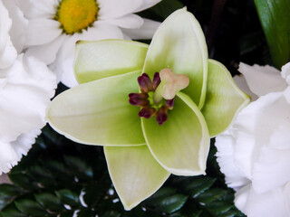 Close up view of a blooming flower