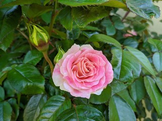 delicate bud of blossoming roses of Cesar variety