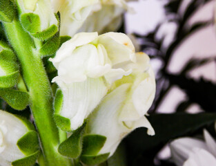 Close up view of a blooming flower