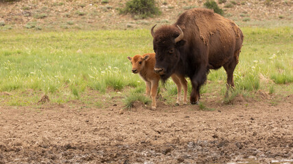 A bison cow and calf walking with green grassy field in the background and churned earth in the foreground.