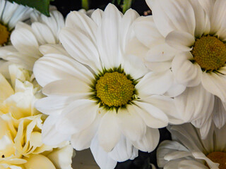 Close up of white chrysanthemum flower