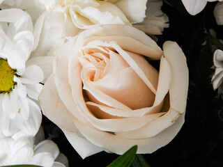 Close up view of a rose