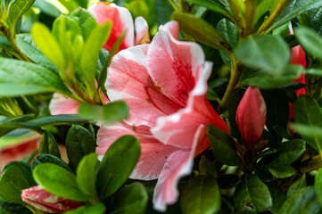 Coral and Pink Azalea
