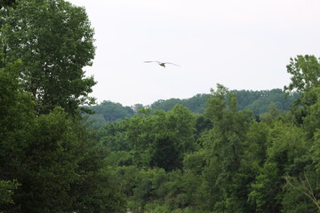 Fototapeta premium birds flying in the forest