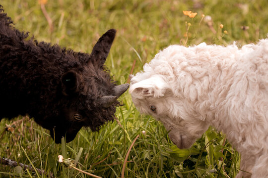 Black and White - kleine Schafe, Kampf - Lamm