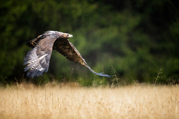 beautiful red tailed eagle flying over the autumn grass and the forest