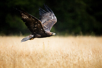 action red tailed eagle flying over the autumn grass and the forest