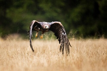 red tailed eagle flying in the nature