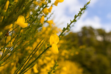 gelbe Blume Neuseeland