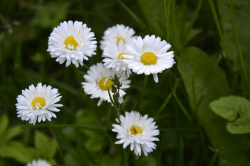 Fototapeta premium Saint Petersburg Russia. June 13 2016. Flowers of white daisy on a green grass background. Summer blooming meadow.