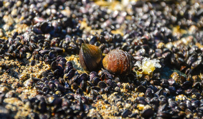 Shellfish in a macro capture