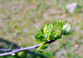 Green apple bud from which will grow sweet fruits. Apple limb with several buds in early spring, from which should grow sweet apple fruits.