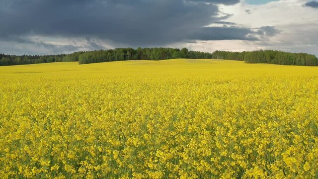 Drone flies low over yellow rapeseed field. Hilly area and forest on horizon. Warm sunny summer day, rolling clouds in sky. Blooming canola field. Aerial view landscape. Beautiful yellow flowers