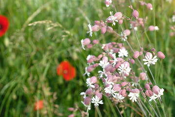 Blooming silene vulgaris or bladder campion, poppy and green grass.