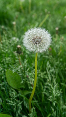 dandelion seed head in grass
