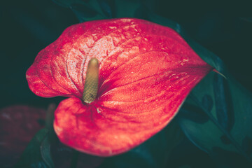 Closed Up Flower Background; Nature Background; Vintage style