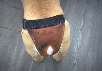 culotte pour chienne , en chaleur accessoire animalier