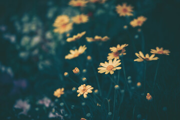 Daisy chamomile flowers; Nature Background ; vintage style