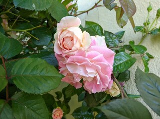 delicate bud of blossoming roses of Cesar variety