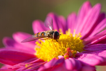 Shaggy hoverfly at flowering pink chrysanthemum. Flowers and insect close-up. Chrysanthemum...