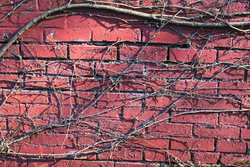 red brick wall with creeper plant