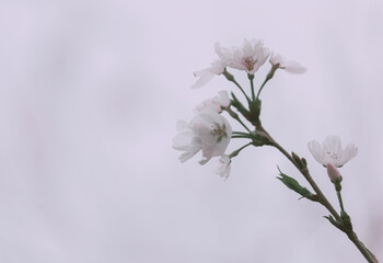 Pink Cherry blossom close up; flower background; vintage style