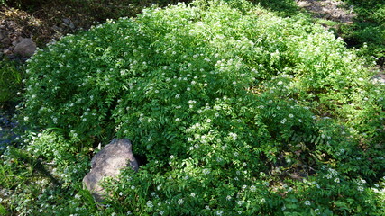 green moss on a stone