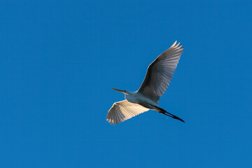 Great White Egret flying in early morning sky