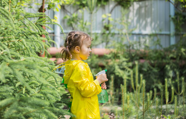 A little helper in a yellow raincoat sprays coniferous trees in the greenhouse