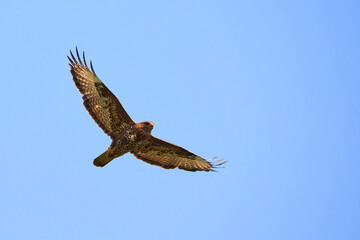 Common Buzzard in flight ( Buteo Buteo )	