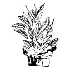 Plant in pot. Simple hand drawn sketch of plant in winter garden for decorations of any kind about gardening and decorating of home. Isolated elegant drawing. Black graphic sketch on white background
