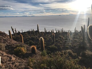 Giant  various cacti on the Island Incahuasi in Salar De Uyuni Salt Flat Bolivia