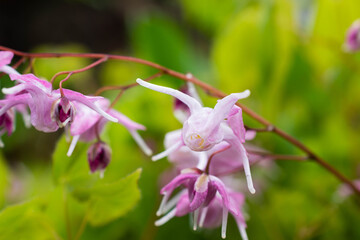 Fototapeta premium 春の庭のピンクのイカリソウ 