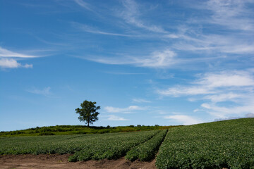 花が咲いた夏のジャガイモ畑と青空
