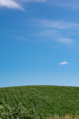 夏の丘の緑のデントコーン畑と青空
