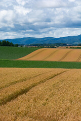 Fototapeta na wymiar 丘陵地帯の黄金色の麦畑 