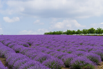 A field of lavender grown for aromatic oil in Europe. Beautiful background.