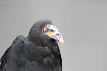 black vulture in the zoo