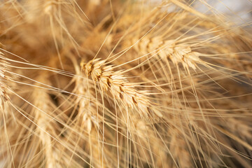 A closeup view of wheat stalks, ears of cereal crop before harvest.