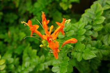 A view of a cluster of orange tecoma capensis flowers, also known as cape honeysuckle, in a garden setting.