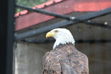 american bald eagle