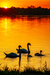 Swan Family on the Lake at Sunset