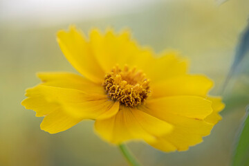 Obraz premium Macro of single yellow coreopsis in garden
