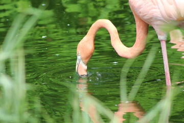pink flamingo in water
