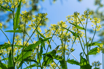 Bright wild yellow flowers grow on a meadow against the clear blue sky, bottom view, summer background