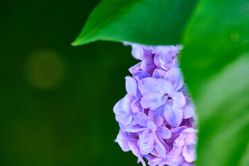 beautiful lilac with green macro leaves color nature