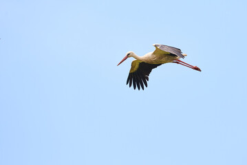 White Stork in flight ( Ciconia ciconia )