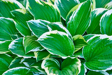 plant with beautiful leaves general plan color