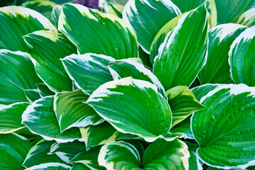 Fototapeta na wymiar plant with beautiful leaves general plan color