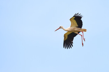 White Stork in flight ( Ciconia ciconia )